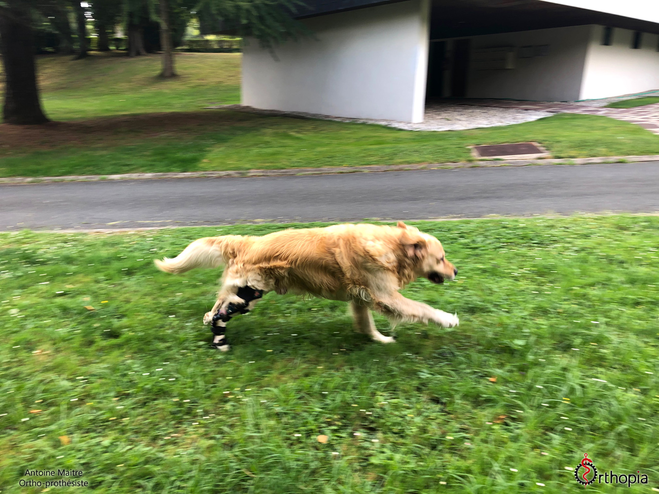 Attelle articulée pour chien