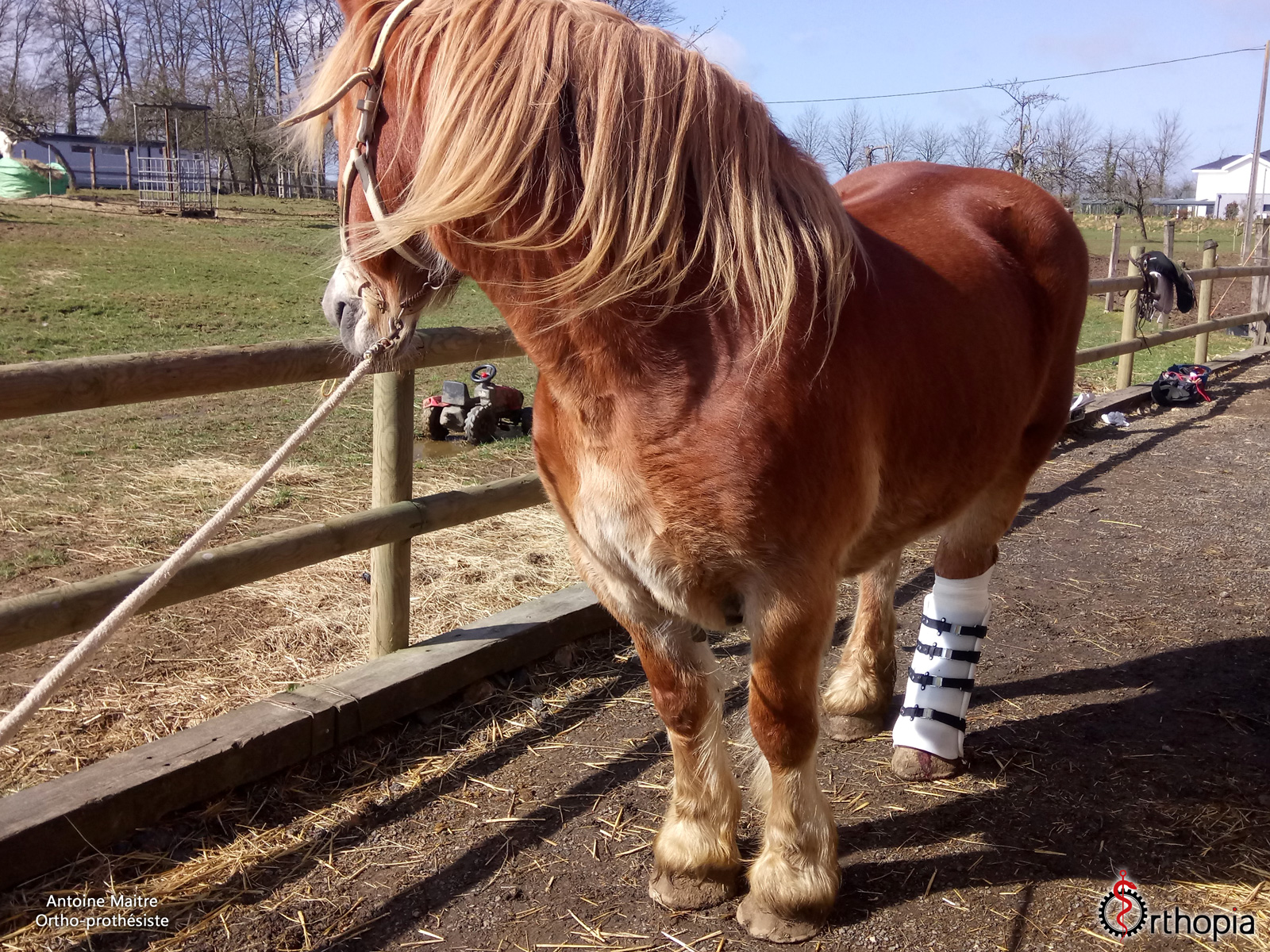 Cheval-avec-une-attelle