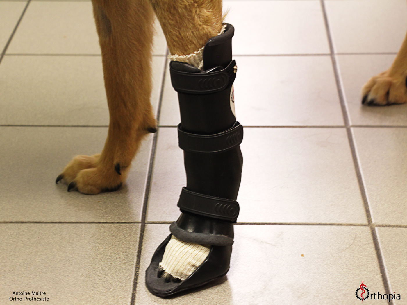 Orthèse attelle pour chien Orthopia Prothèse Prothèses pour animaux