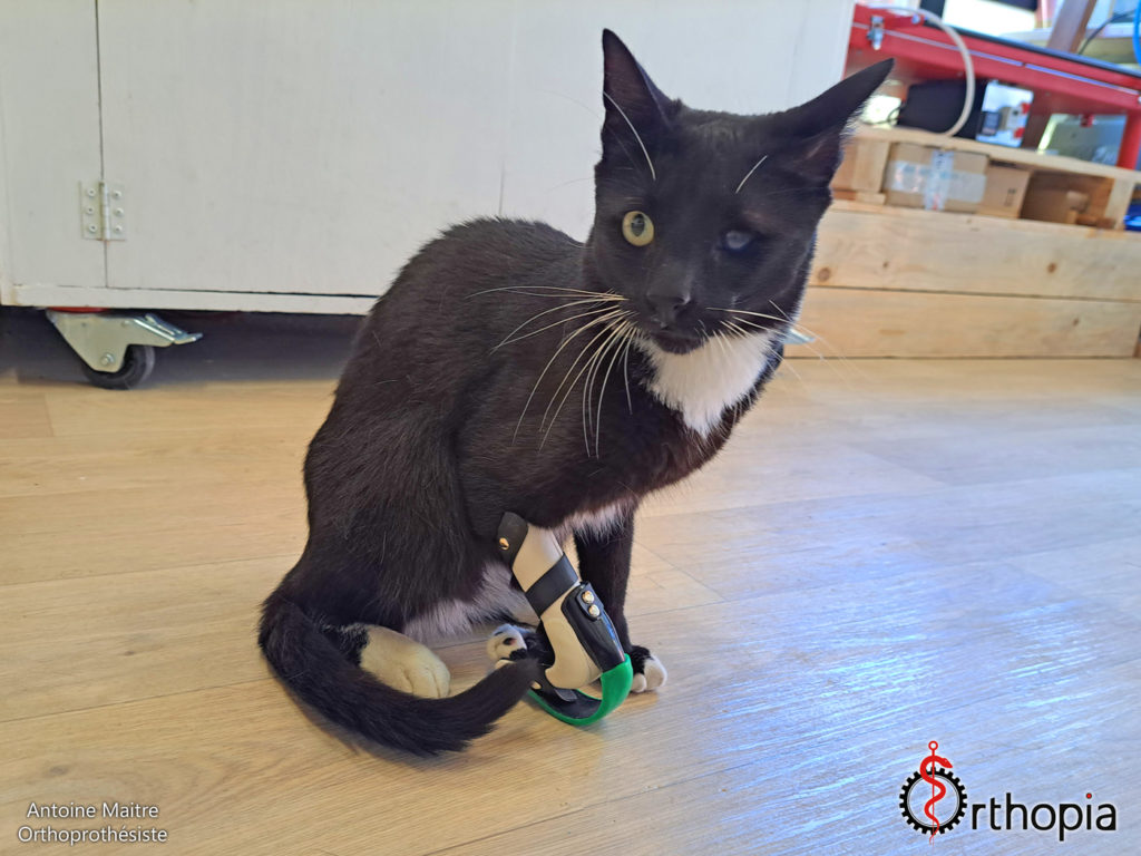Chat portant une prothèse sur mesure