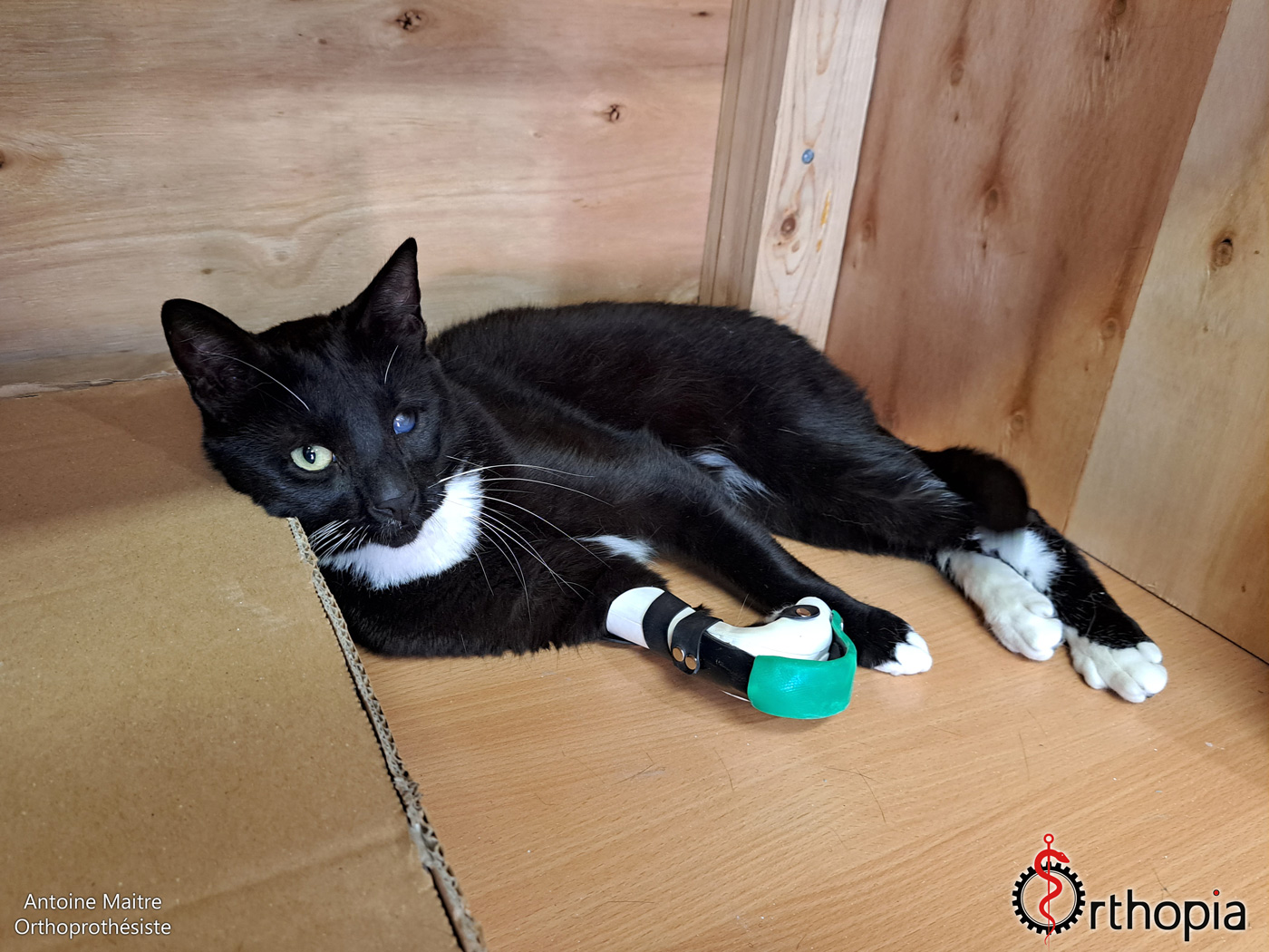 Orthoprothèse pour Chat OrthopiaProthèses Prothèses pour animaux