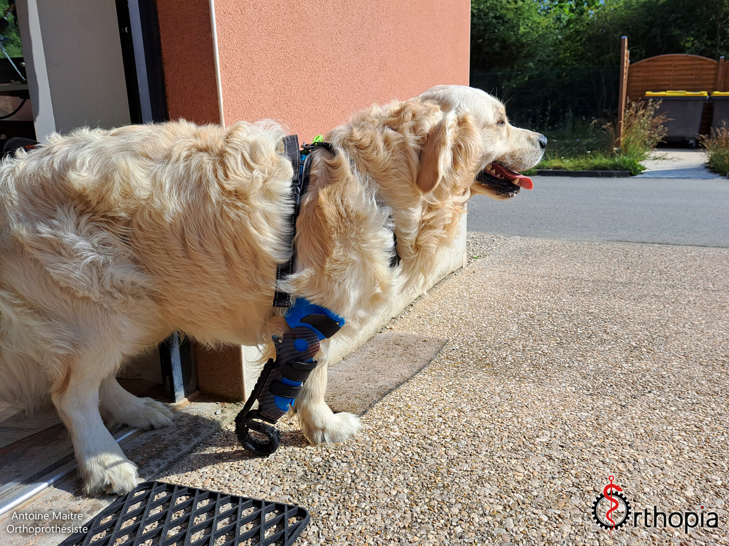 Prothèse pour Chien OrthopiaProthèses Prothèses pour animaux