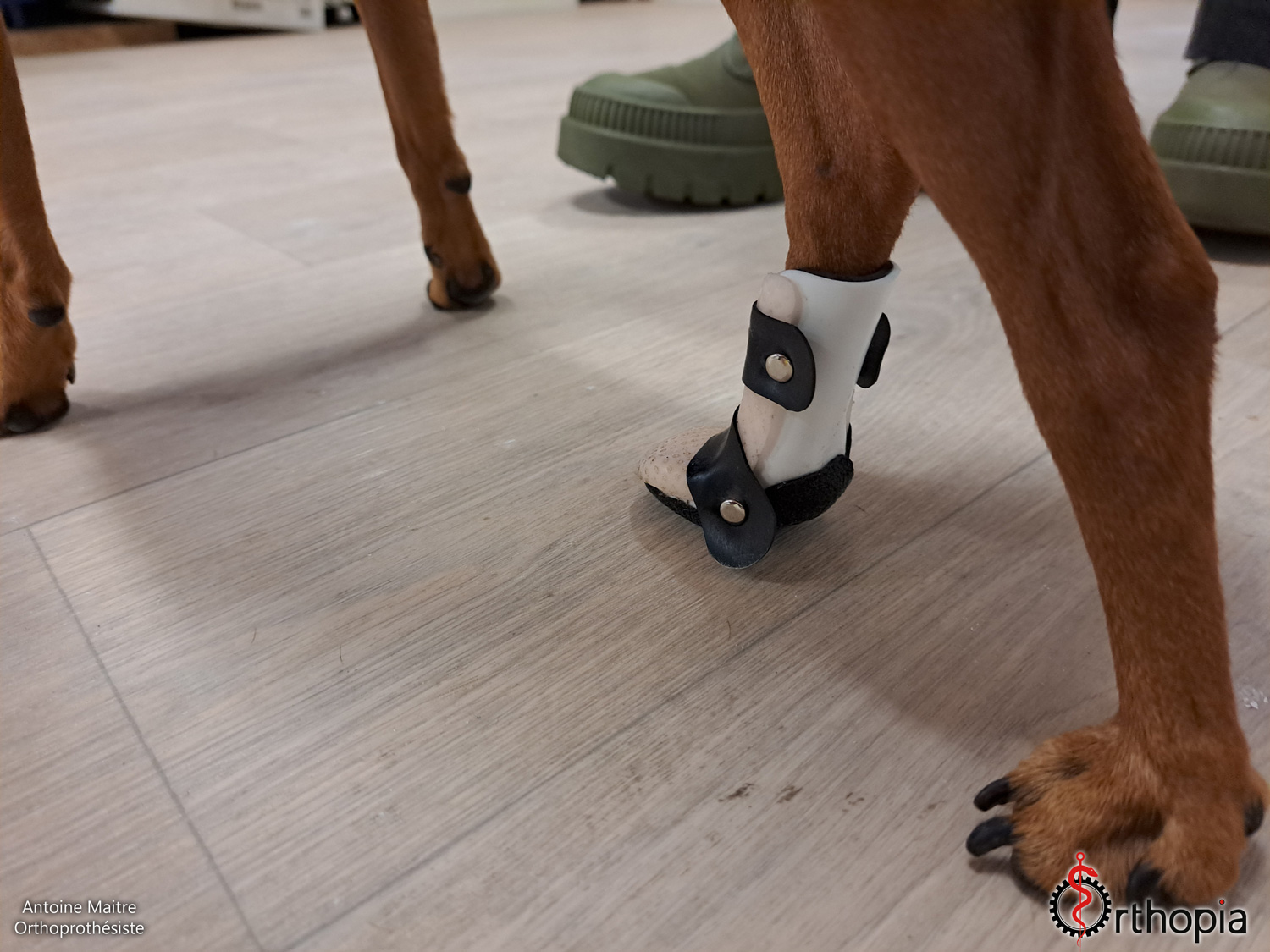 Attelle de positionnement pour petit chien OrthopiaProthèses Prothèses pour animaux