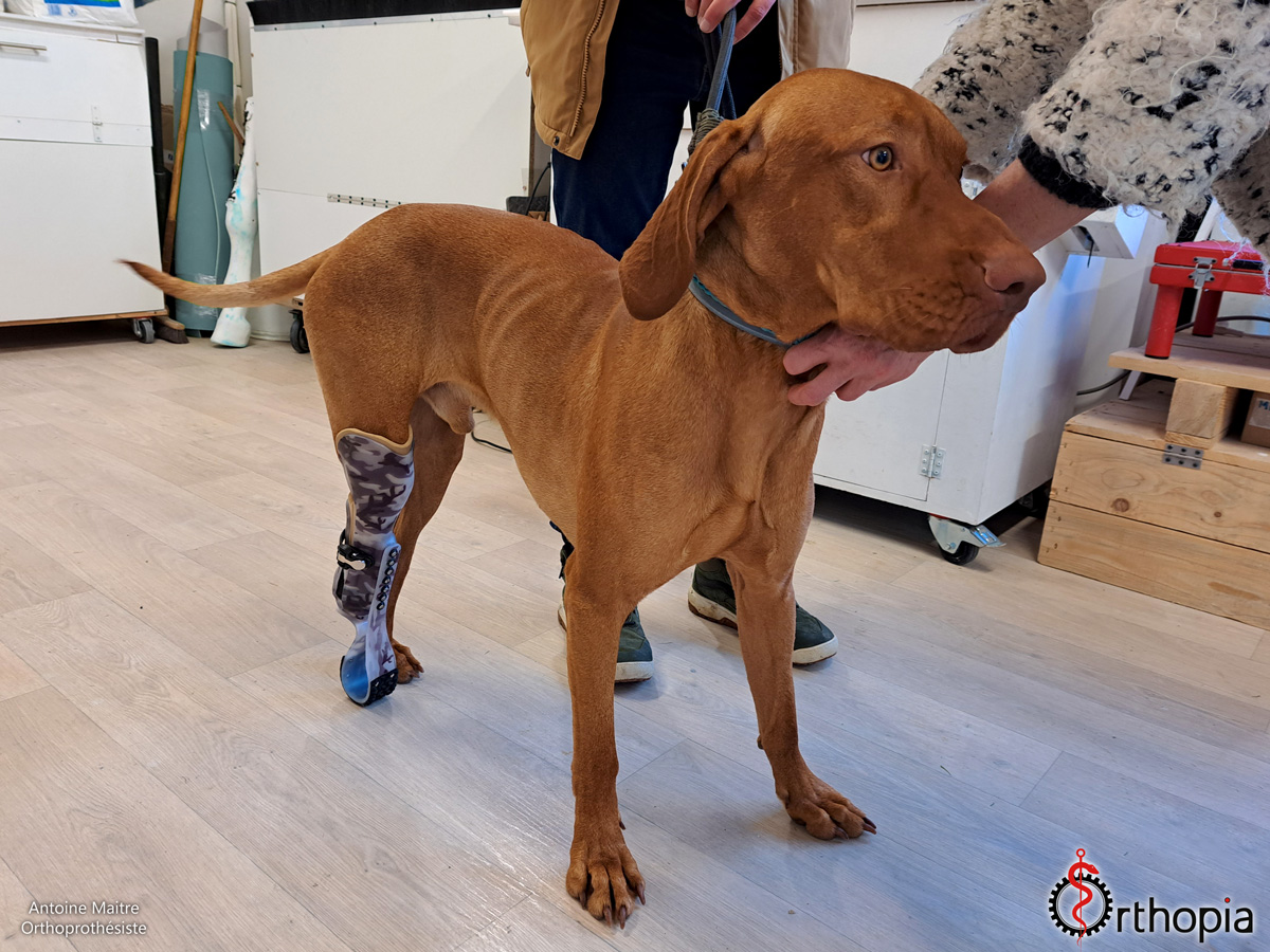 Prothèse pour Chien OrthopiaProthèses Prothèses pour animaux